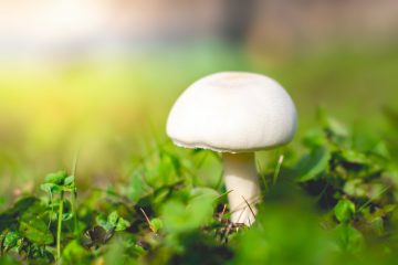 white mushroom on ground
